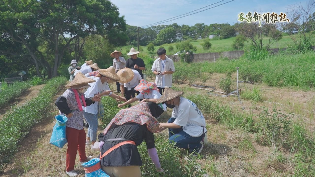 《來做「貓裏」紅茶》客家新聞雜誌第867集
